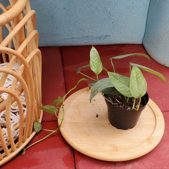 Cebu Blue Pothos 3" pot - Picture 4 of 4